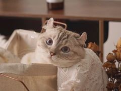 -猫小院猫主题咖啡厅(北锣店)