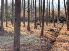 -东平国家森林公园