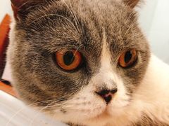 -遇见羊驼·奶狗咖·布偶猫咖·法斗柯基柴犬阿拉斯加(春熙路太古里IFS店)