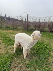 -DORA kids 朵拉儿童摄影花园店