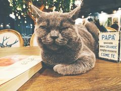 -共舞时光猫咖·狗咖(新街口店)