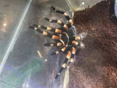 -上海大自然野生昆虫馆(东方明珠·爬宠昆虫探索中心)