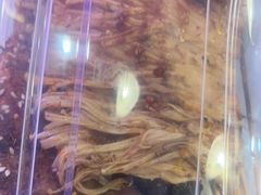 -海盗船. 龙虾烧烤. 酒馆