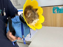 -瑞派长江宠物医院·猫科·外科·24小时夜护(谊城公寓分院)