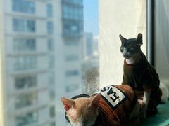 -猫在这儿猫咪咖啡馆·撸猫馆
