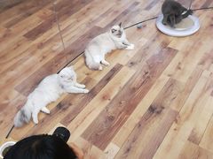 -袖虎·猫馆(体育西路店)