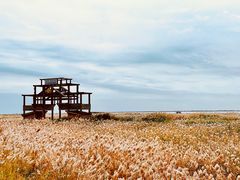 -哈素海