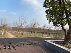 -上海海湾国家森林公园