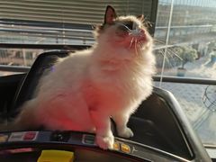 -momokira米努特·德文卷毛猫·棉花面纱犬