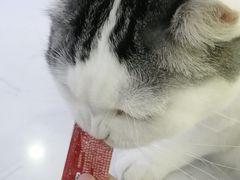 -喵园·猫主题咖啡厅·撸猫·猫咖(国贸店)