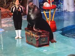 -烟台海昌鲸鲨海洋公园