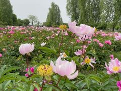 -泗洪洪泽湖湿地景区