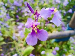 -合肥滨湖国家森林公园