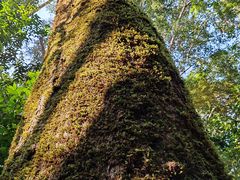 -西双版纳原始森林公园