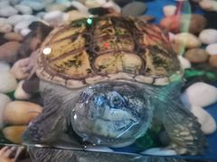 -太奥幻太奇海洋馆