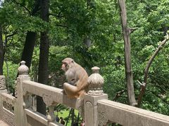 -黔灵山公园