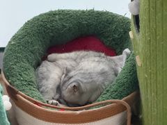 -宠福鑫动物医院(城北分院)