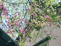 -深圳国际园林花卉博览园