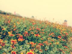 -君乐宝优致牧场