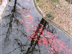 -九尺赵老四鲜鹅肠火锅