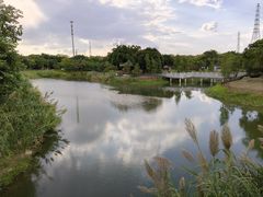 -王借岗森林公园