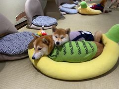 -逗柴咖啡屋·狗咖猫咖宠物桌游