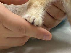 -中农国际动物医院24小时·猫科·骨科·急重症中心