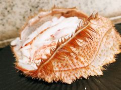 -鲤·鮨KOISUSHI
