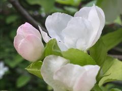 -海棠花溪(元大都城垣遗址公园)