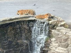 -大连森林动物园