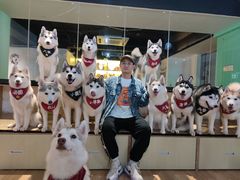 -Husky Go! 哈士奇体验馆·宠物咖啡厅狗咖