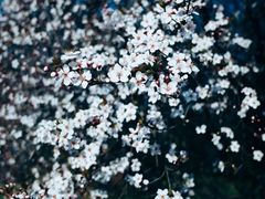 -梅花山(明孝陵内)