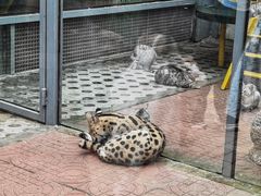 -西霞口神雕山野生动物世界