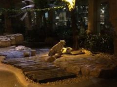 -麒麟中餐厅·经典粤菜·地道菜式老字号(广州长隆酒店)