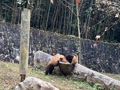 -都江堰中华大熊猫苑