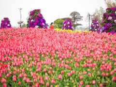 -荷兰花海