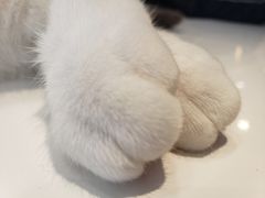 -飞行喵MR PILOT|猫舍·猫咖(静安大融城店)