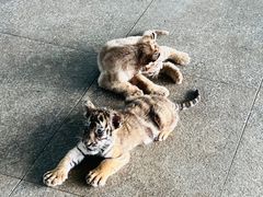 -秦皇岛野生动物园