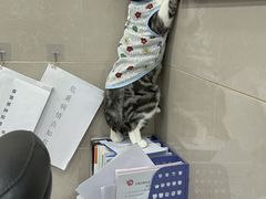 -万博宠物医院·手术·诊疗(未央凤城五路店)