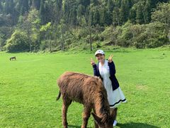 -武陵山森林公园