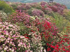 -贵州百里杜鹃风景名胜区