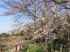 -嘉定紫藤园