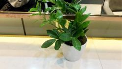 -木北造型