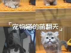 -欣宠猫屋·矮脚拿破仑·蓝金金渐层