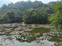 -野象谷景区