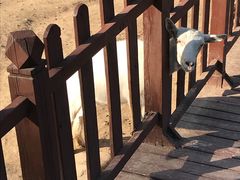 羊-西安秦岭野生动物园