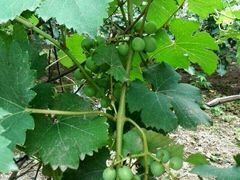 -真定郝家排骨(正定县总店)