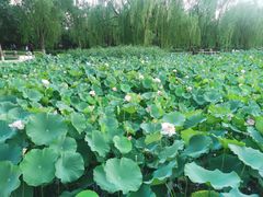 -莲花池公园