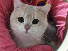 -三花喵·撸猫购宠·宠物生活馆(虹桥南丰城店)
