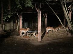 -清迈夜间动物园